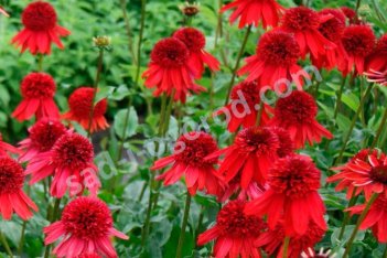 Эхинацея Эксцентрик Echinacea purpurea Eccentric