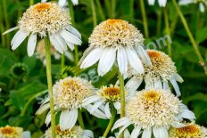Эхинацея Милкшейк Echinacea purpurea Milkshake