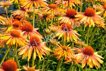 Эхинацея Биг Кахуна Echinacea purpurea Big Kahuna
