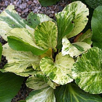 Бадан сердцелистный Галина Серова Bergenia hybrida Galina Serova