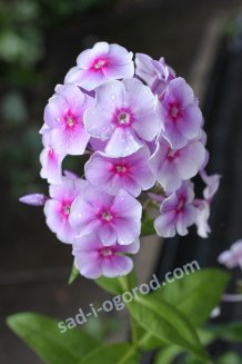 Флокс метельчатый Виринея Phlox paniculata Virinea