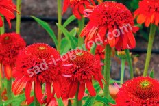 Эхинацея Метеор Рэд Echinacea purpurea Meteor Red
