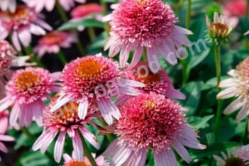 Эхинацея Баттерфляй Киссес Echinacea purpurea Butterfly Kisses