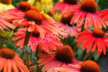 Эхинацея Мама Мия Echinacea purpurea Mama Mia