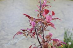 Яблоня декоративная Малиновка Malus Malinovka