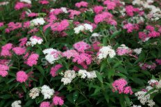 Спирея японская Дженпей Spiraea japonica Genpei