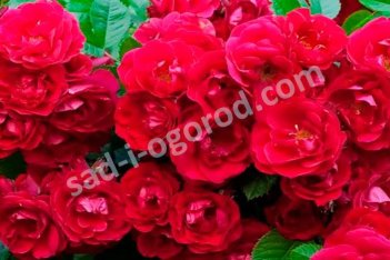 Роза почвопокровная Ред Фейри Rose Red Fairy