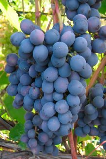 Виноград Агат донской Vitis vinifera Agat donskoj