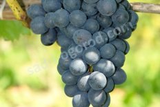 Виноград Неро Vitis Nero