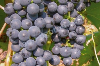 Виноград Маршал Фош Vitis Marechal Foch