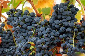 Виноград Космос