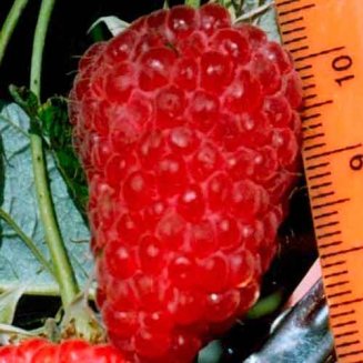 Малина Феномен Rubus idaeus Fenomen