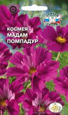 Космея Мадам Помпадур