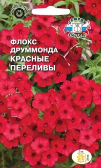 Флокс Друммонда Красные Переливы (низкорослый)