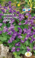 Виола Виттрока Царь душистая