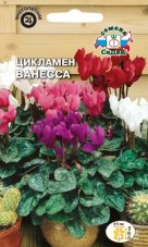 Цикламен Ванесса (персидский, смесь цветов)