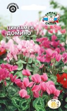 Цикламен Домино (персидский, смесь цветов пастельных тонов)