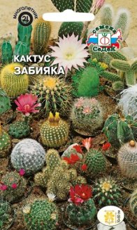 Кактус Забияка