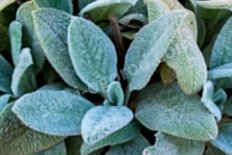 Чистец византийский Сильвер Карпет Stachys byzantina Silver Carpet