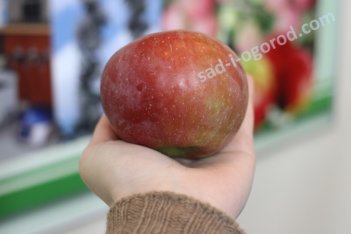 Яблоко сорта Спартан размеры