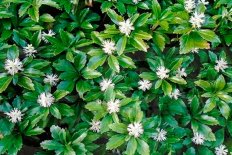 Пахизандра верхушечная Грин Карпет Pachysandra terminalis Green Carpet