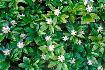 Пахизандра верхушечная Грин Карпет Pachysandra terminalis Green Carpet