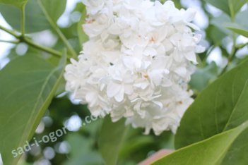 Сирень обыкновенная Моник Лемуан Syringa vulgaris Monique Lemoine