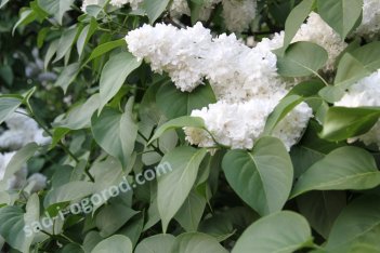 Сирень обыкновенная Моник Лемуан Syringa vulgaris Monique Lemoine