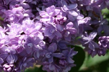 Сирень обыкновенная Андрюша Громов Syringa vulgaris Andryusha Gromov