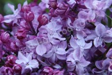 Сирень обыкновенная Изобилие Syringa vulgaris Izobilie