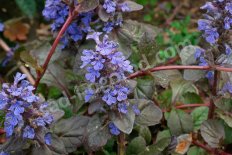 Живучка ползучая Атропурпурея Ajuga reptans Atropurpurea