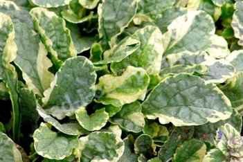 Живучка ползучая Вариегата Ajuga reptans Variegata
