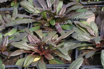 Живучка ползучая Вальфредда Ajuga tanorii Valfredda
