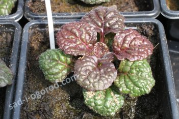Живучка ползучая Металлика Криспа Ajuga reptans Metallica Crispa