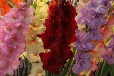 Гладиолусы Весна 2026