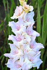 Гладиолус Адам Gladiolus Adam