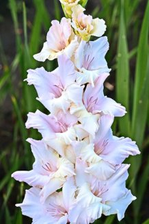 Гладиолус Адам Gladiolus Adam