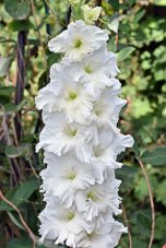Гладиолус Апостол Петр Gladiolus Apostol Petr