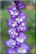 Гладиолус Вечерняя звезда Gladiolus hybr Vechernyaya zvezda