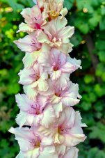 Гладиолус Дежавю Gladiolus Dejavu