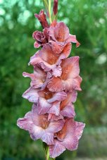 Гладиолус Думелис Gladiolus Dumelis