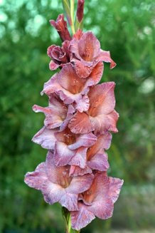 Гладиолус Думелис Gladiolus Dumelis