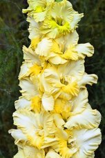 Гладиолус Заиск Gladiolus Zaisk