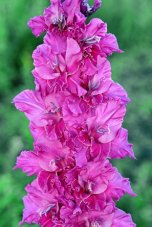 Гладиолус Звездопад Gladiolus Zvezdopad
