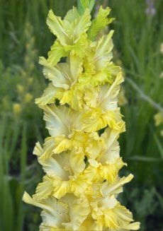 Гладиолус Золото скифов Gladiolus Zoloto Skifov