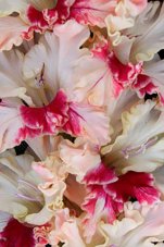 Гладиолус Ирма Gladiolus Irma