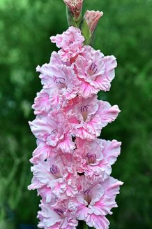 Гладиолус Катерина Gladiolus Katerina