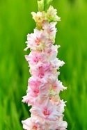 Гладиолус Кокетка Gladiolus Koketka