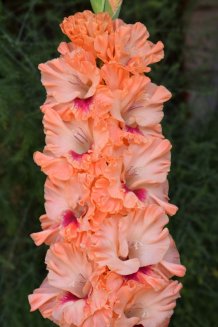 Гладиолус Золотая свадьба Gladiolus Zolotaya Svadba