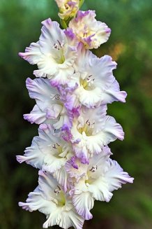 Гладиолус Голубые снежинки Gladiolus Golubye snezhinki